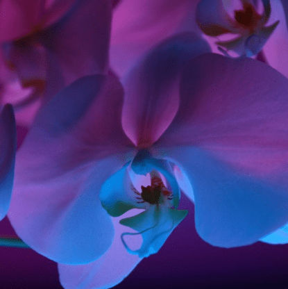 LLLL Feat. Smany - Nebula